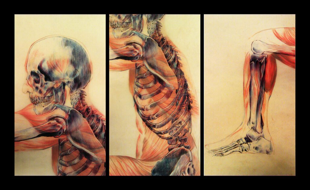 Details from Anatomy Study – Figure, Skeleton & Musculature | 100 × 70 cm (3 Layers)