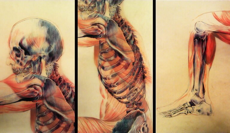 Details from Anatomy Study – Figure, Skeleton & Musculature | 100 × 70 cm (3 Layers)