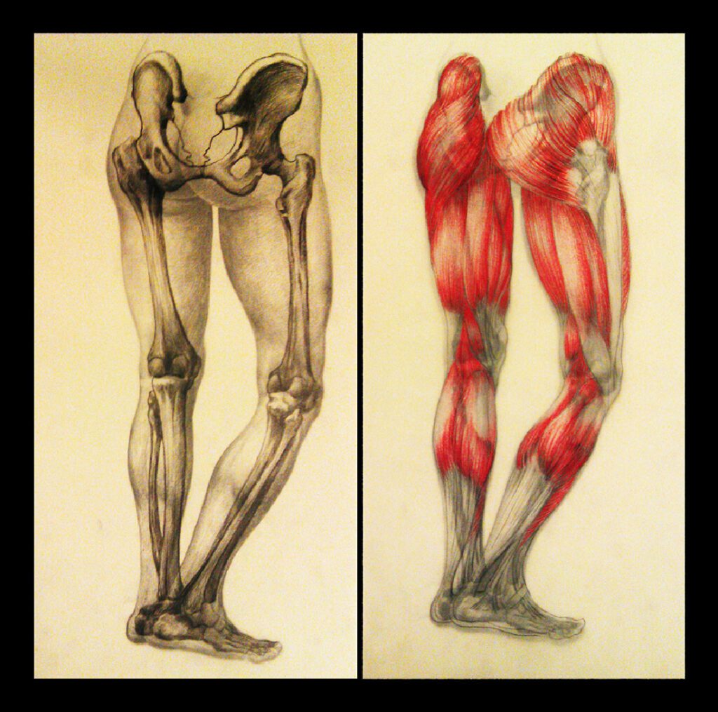 Anatomy Study – Figure, Skeleton & Musculature | A3 (3 layers)