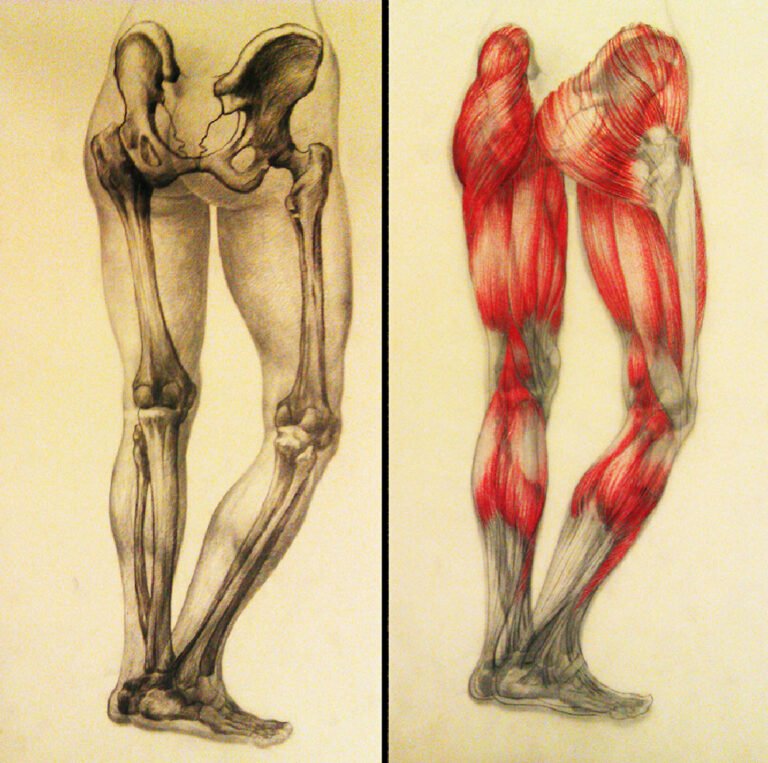 Anatomy Study – Figure, Skeleton & Musculature | A3 (3 layers)